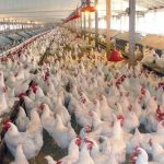 درخواست اتحادیه مرغداران گوشتی برای بسته حمایتی دولت: تسهیلات ارزان‌قیمت و توسعه تولید قراردادی