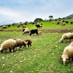 کمبود مواد معدنی در گوسفندهای چراگاهی در بهار
