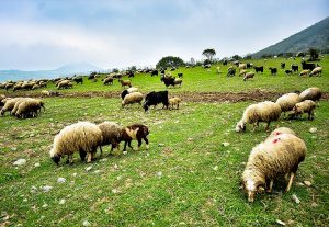 کمبود مواد معدنی در گوسفندهای چراگاهی در بهار کمبود مواد معدنی در گوسفندهای چراگاهی در بهار