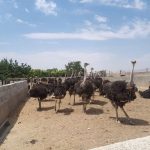 پتانسیل‌های استراتژیک پرورش شترمرغ در تثبیت اقتصاد روستایی و مدیریت بحران آب در سیستان