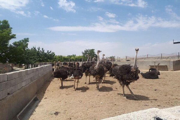 پتانسیل‌های استراتژیک پرورش شترمرغ در تثبیت اقتصاد روستایی و مدیریت بحران آب در سیستان