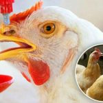۱۵راه حل ساده برای تغذیهای مقابله با تنش گرمایی در طیور تخمگذار ۱۵راه حل ساده برای تغذیهای مقابله با تنش گرمایی در طیور تخمگذار