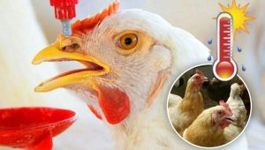 ۱۵راه حل ساده برای تغذیهای مقابله با تنش گرمایی در طیور تخمگذار ۱۵راه حل ساده برای تغذیهای مقابله با تنش گرمایی در طیور تخمگذار