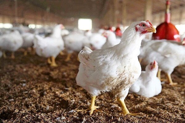 تحول ژنتیکی در هرم پرورش طیور ایران؛ آرین با ضریب تبدیل ۱.۷ آماده فتح بازارهای صادراتی منطقه شد