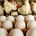 موفقیت مرغداران قم؛ مدیریت ۸.۶ میلیون قطعه مرغ تخم‌گذار در قلب اقلیم گرم و خشک