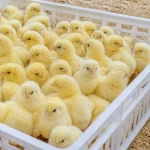 350 هزار جوجه گوشتی گلستان راهی بازار افغانستان شد