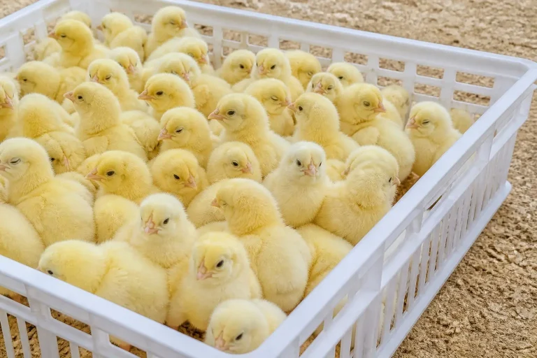 350 هزار جوجه گوشتی گلستان راهی بازار افغانستان شد