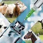 فعالیت کارخانه داروسازی دامی بروجرد با ۹ خط تولید؛ صادرات ۷۰ قلم دارو به ۳ کشور همسایه