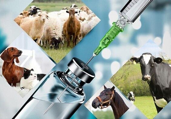 فعالیت کارخانه داروسازی دامی بروجرد با ۹ خط تولید؛ صادرات ۷۰ قلم دارو به ۳ کشور همسایه