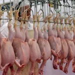 ورود دولت به بازار مرغ فارس؛ خرید حمایتی برای تقویت زنجیره تولید
