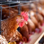 زیان ۳۵ هزار تومانی در هر کیلو تخممرغ زیان ۳۵ هزار تومانی در هر کیلو تخممرغ