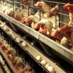 آمادگی کامل زنجیره تولید تخم‌مرغ برای تامین تقاضای پاییز و زمستان