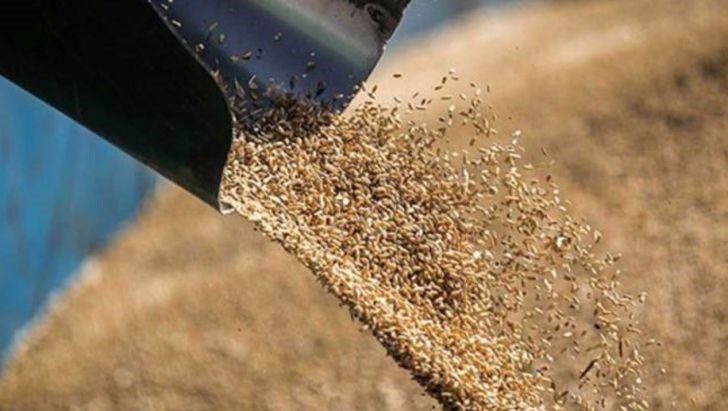 «محاصره از داخل»؛ رسوب نهادههای دامی در بنادر به دلیل تعلل در تمدید مجوزها